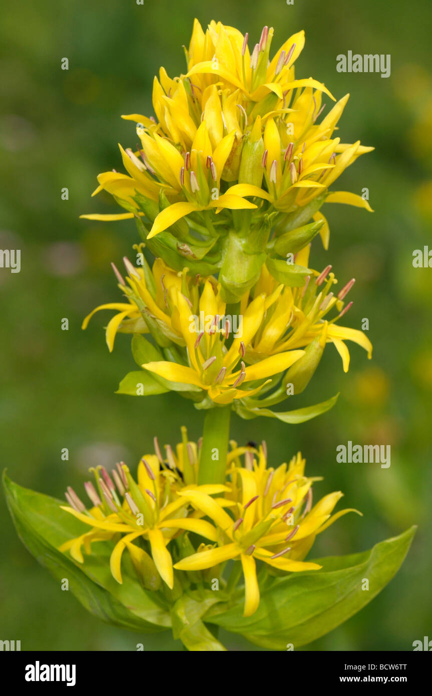 Great Yellow Gentian (Gentiana lutea), flowering stem Stock Photo Alamy