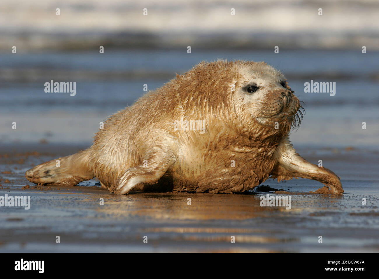 Atlantic Grey Seal Pup on Wet Sand, Halichoerus grypus, Lincolnshire, England, UK Stock Photo
