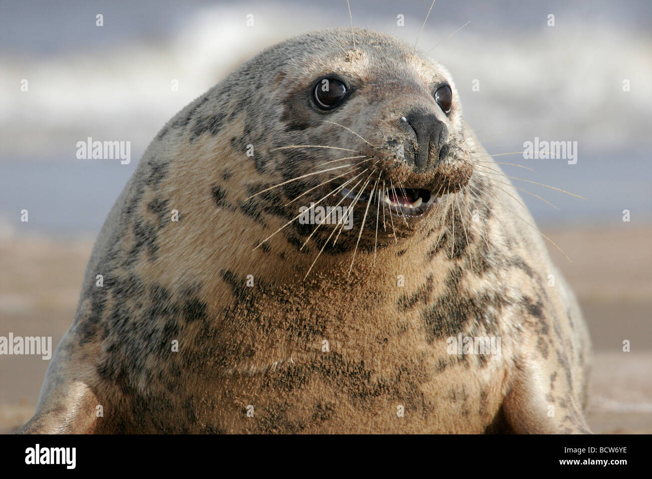 Atlantic Grey Seal Head Closeup, Halichoerus grypus, England, UK Stock Photo