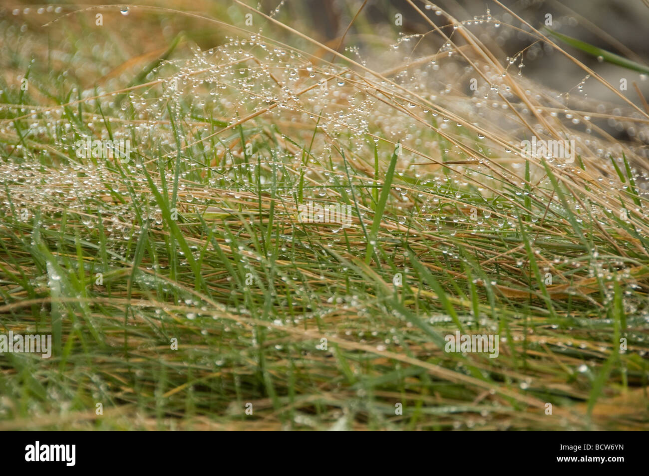 Water droplets on wild grass Stock Photo - Alamy