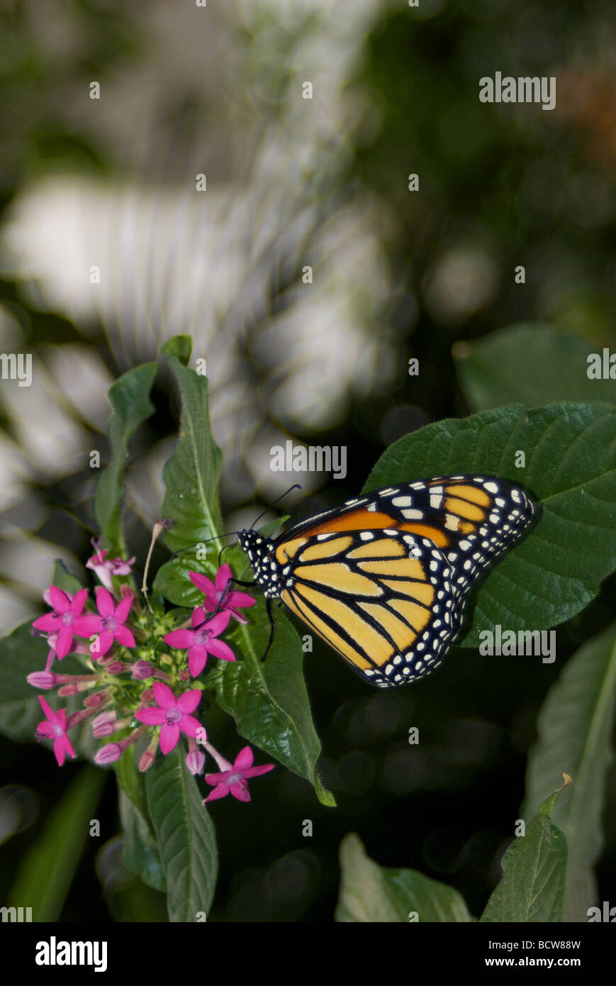 Monarch butterfly on pink flowers Stock Photo