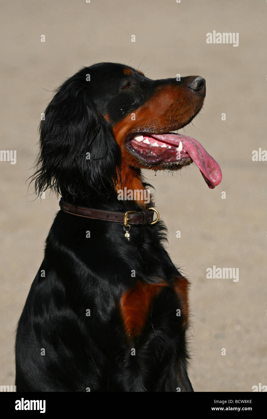 Gordon setter hi-res stock photography and images - Alamy