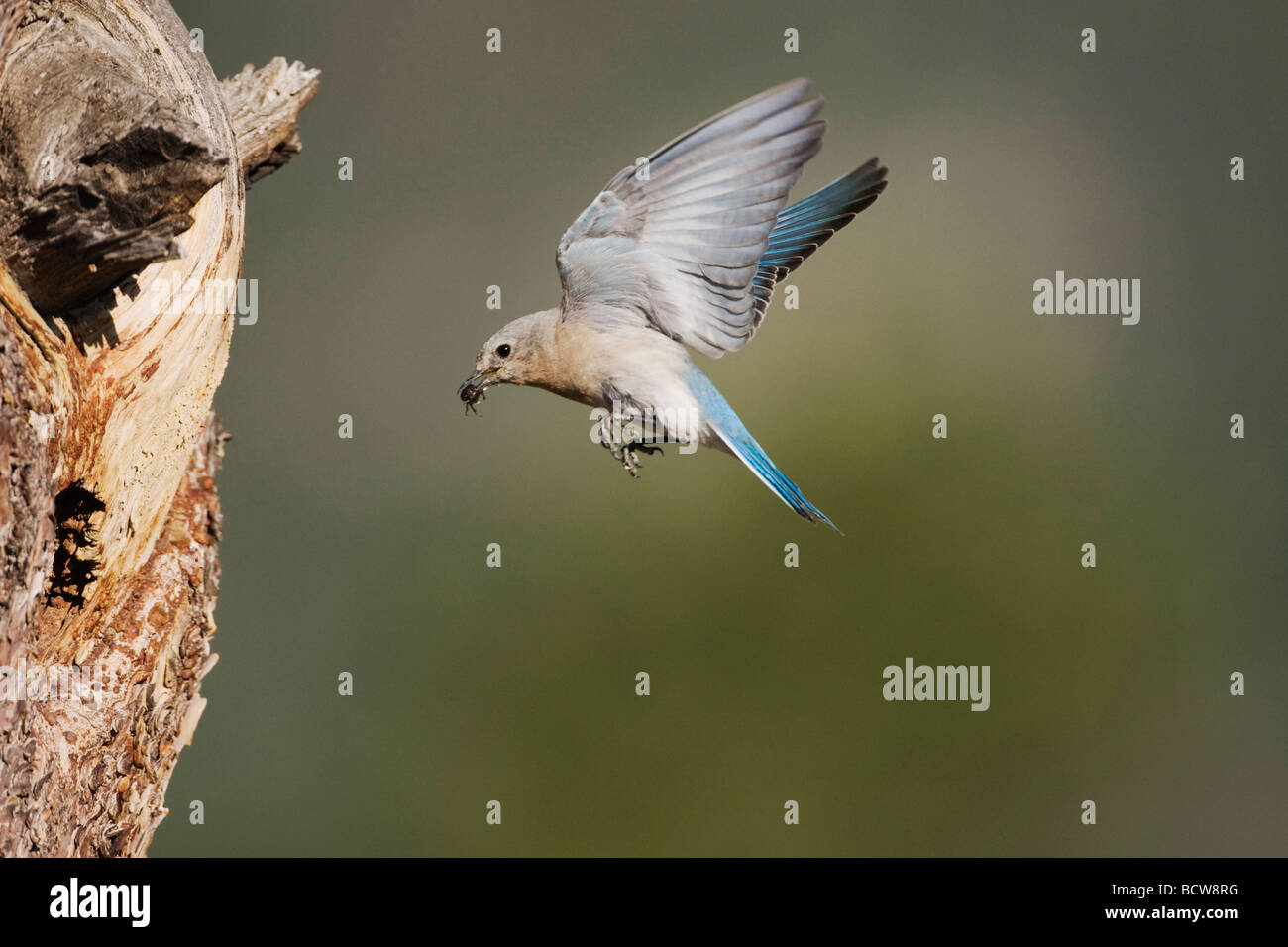 Female Mountain Bluebird Flying