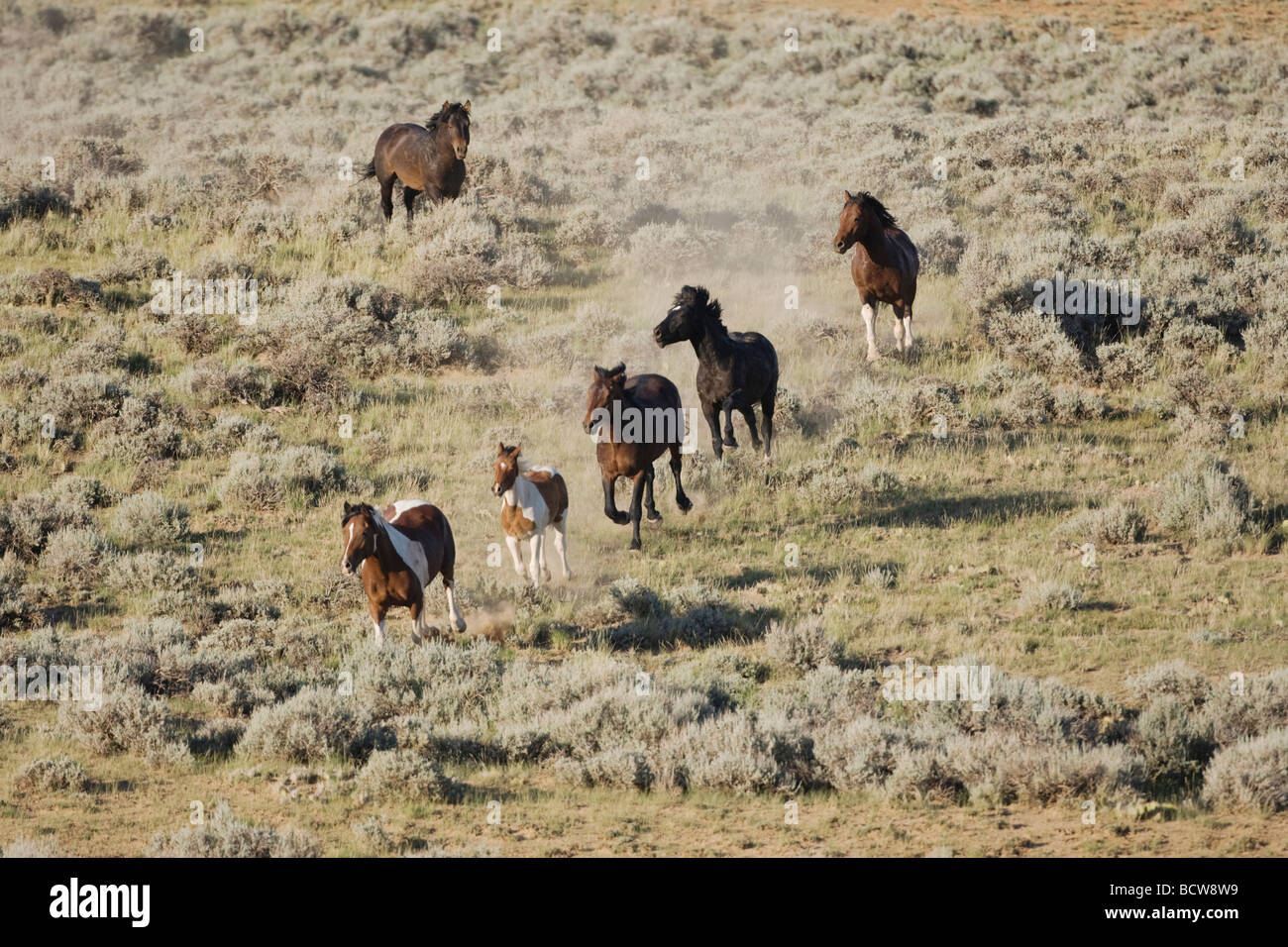 Mustang Horse Equus caballus herd running Pryor Mountain Wild Horse Range Montana USA Stock Photo