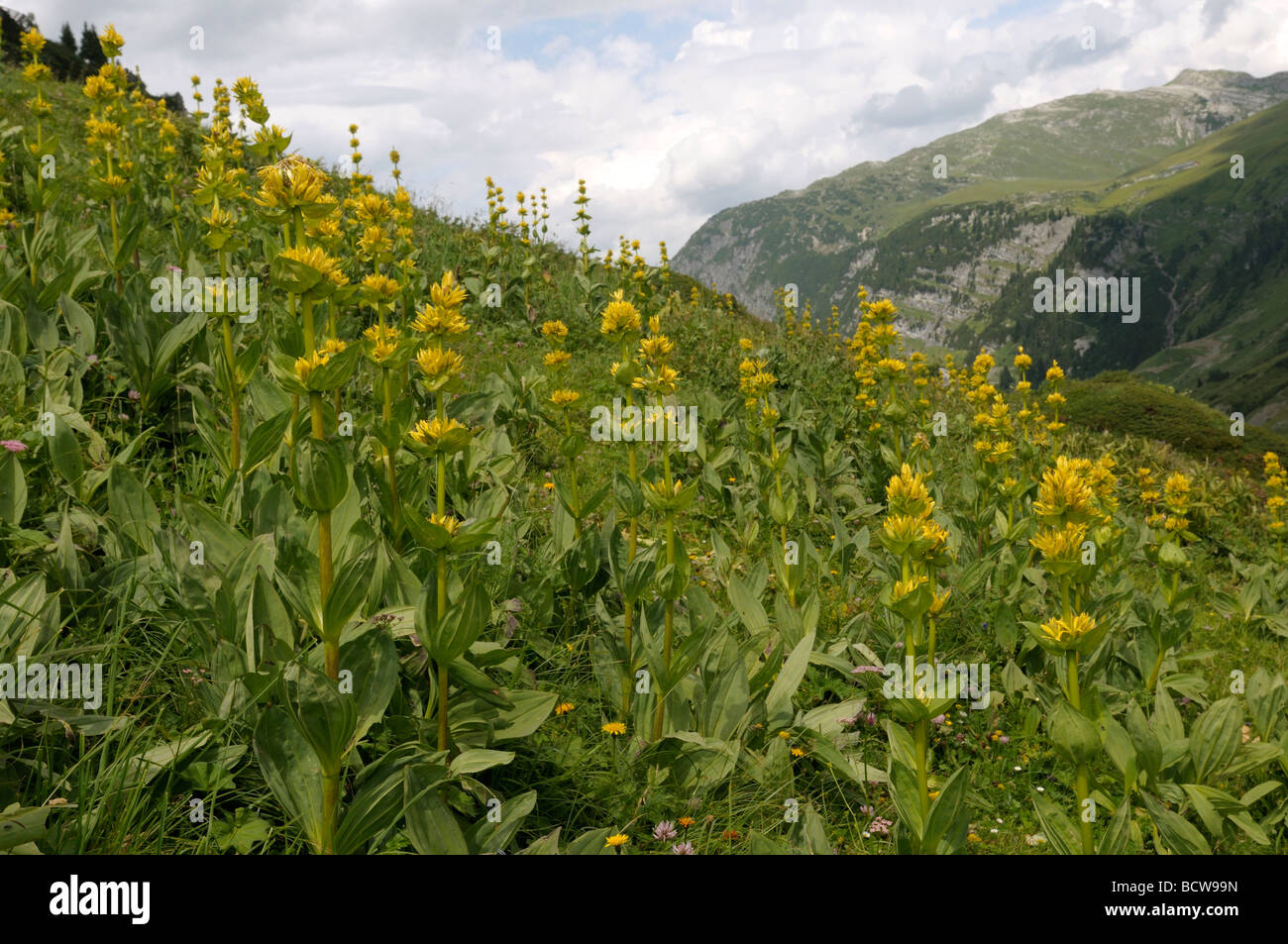 Great Yellow Gentian (Gentiana lutea), meadow with flowering plants Stock Photo