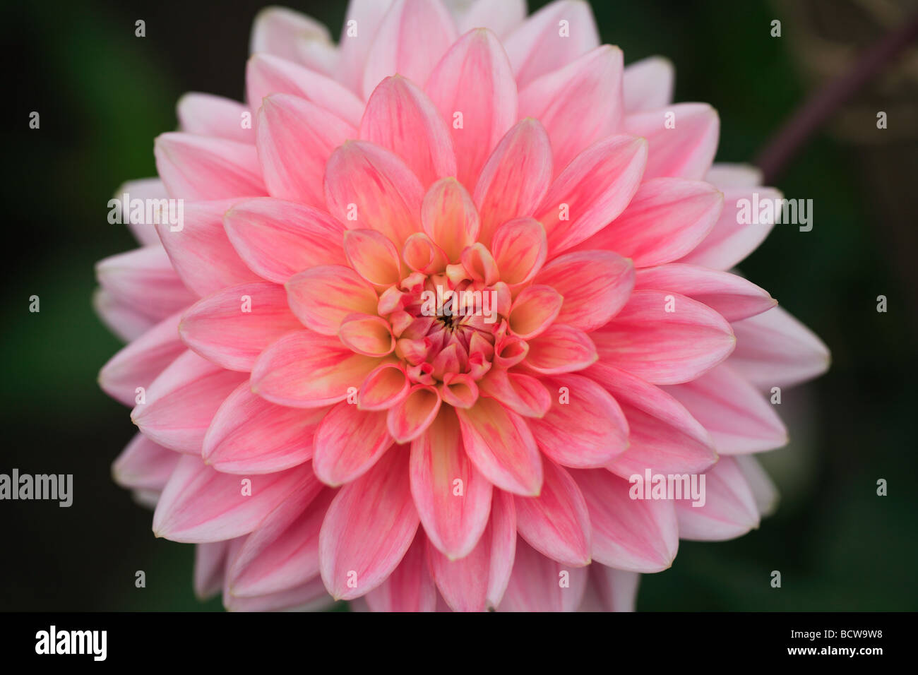 pink dahlia close up Stock Photo - Alamy