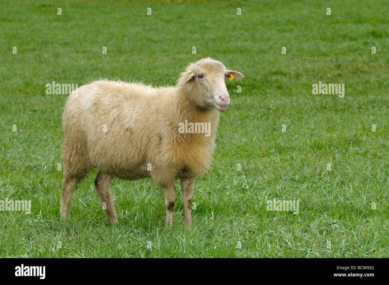 Domestic Sheep, Waldschaf , Bavarian Forest Sheep (Ovis orientalis aries, Ovis ammon aries). Ewe on a meadow Stock Photo