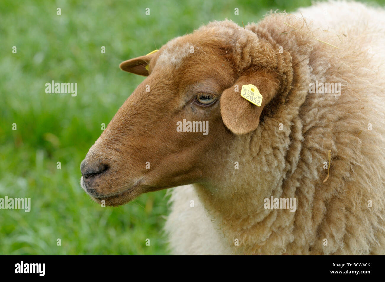 Domestic Sheep, Coburg Fox Sheep (Ovis orientalis aries, Ovis ammon aries), portrait Stock Photo
