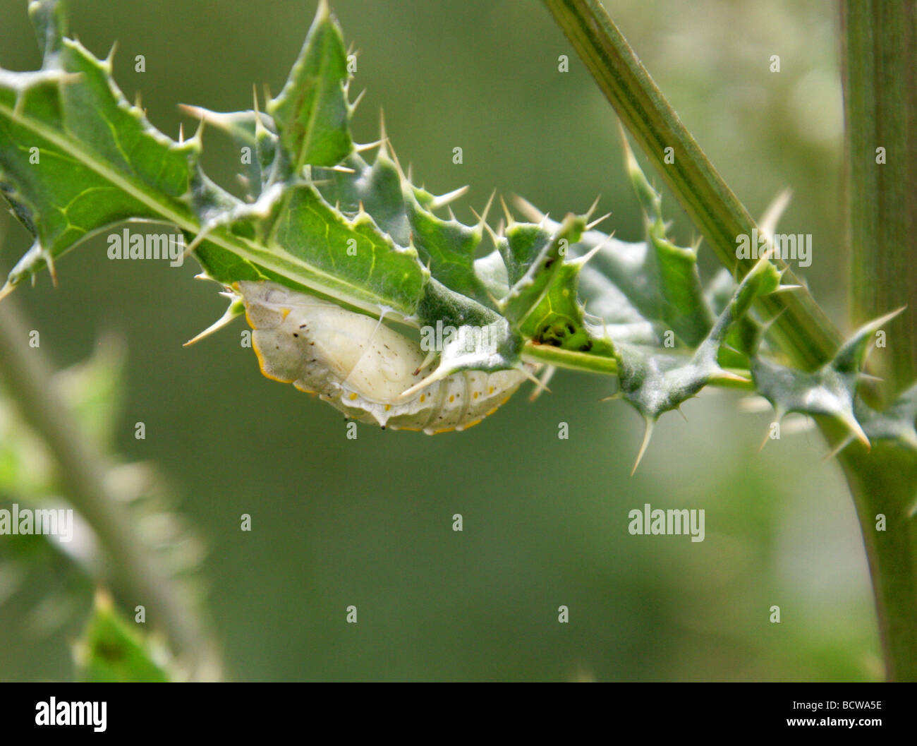 Large White Butterfly or Cabbage White Butterfly Chrysalis, Pieris