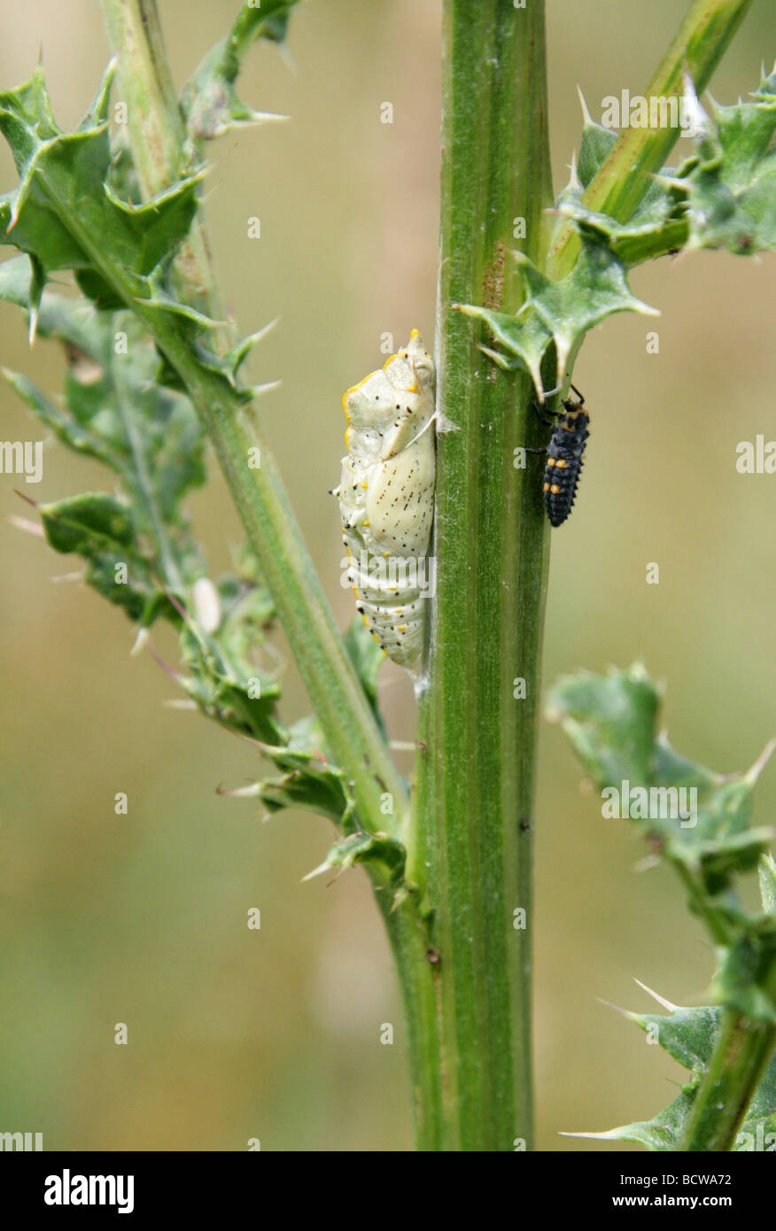 Large White Butterfly or Cabbage White Butterfly Chrysalis, Pieris