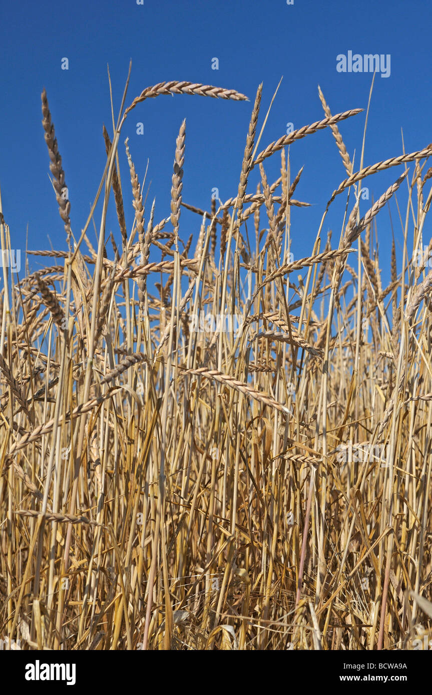Spelt (Triticum spelta), field with ripe corn Stock Photo