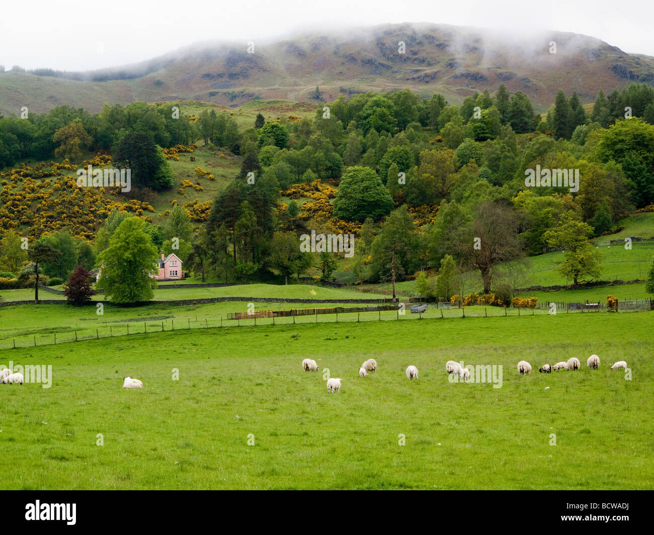 Grazing hill hires stock photography and images Alamy