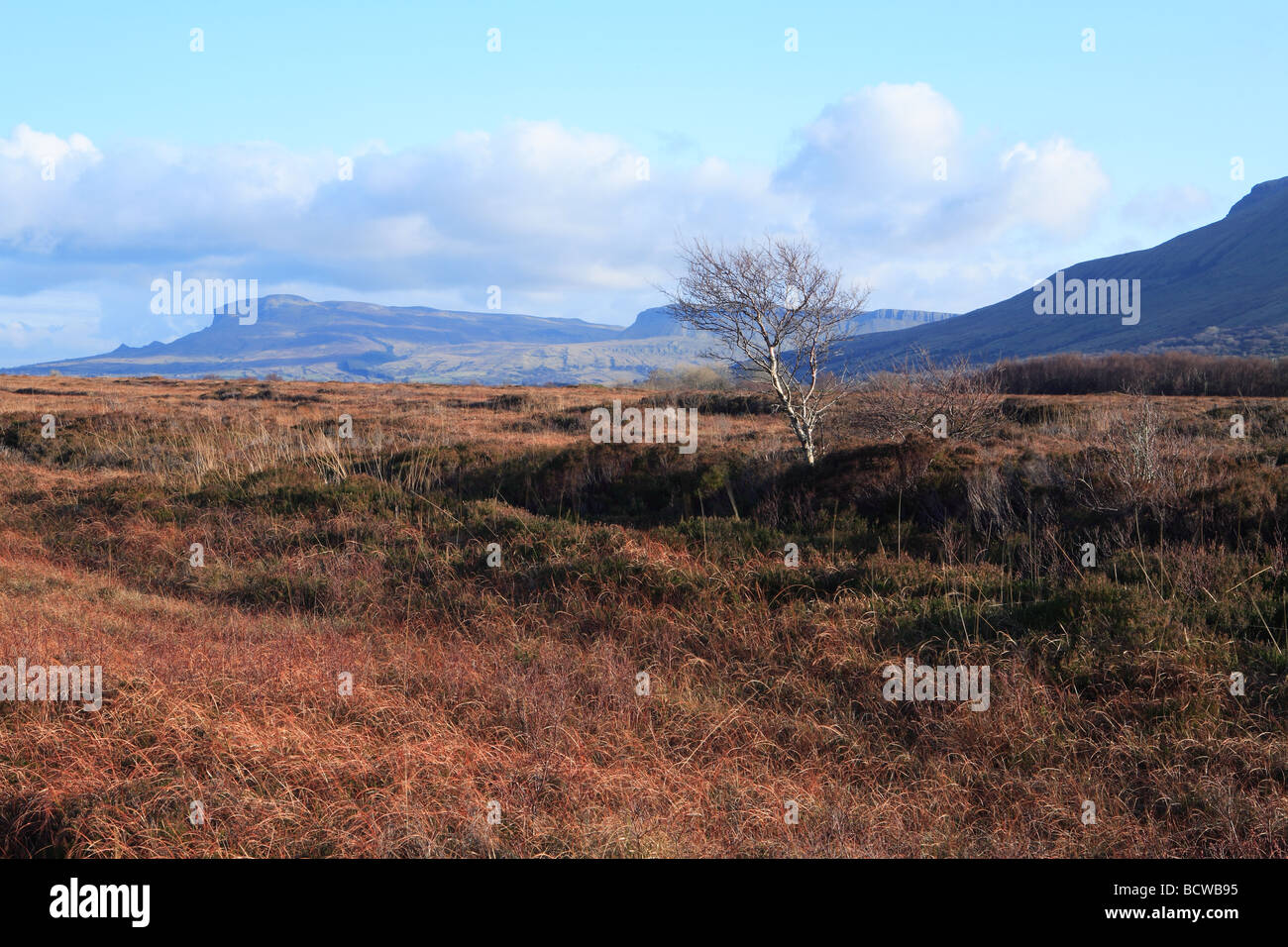 Bog in winter Ireland Stock Photo Alamy