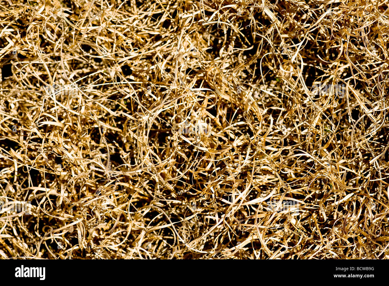 dead brown grass background close up Stock Photo