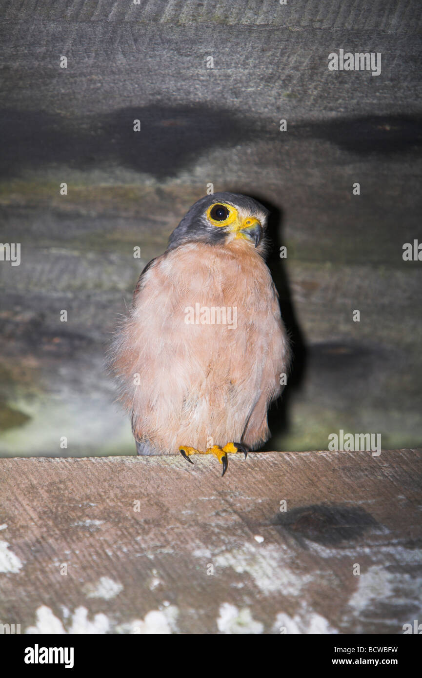 Seychelles Kestrel Falco araea roosting under wooden roof in mountains on Mahé, Seychelles in May. Stock Photo