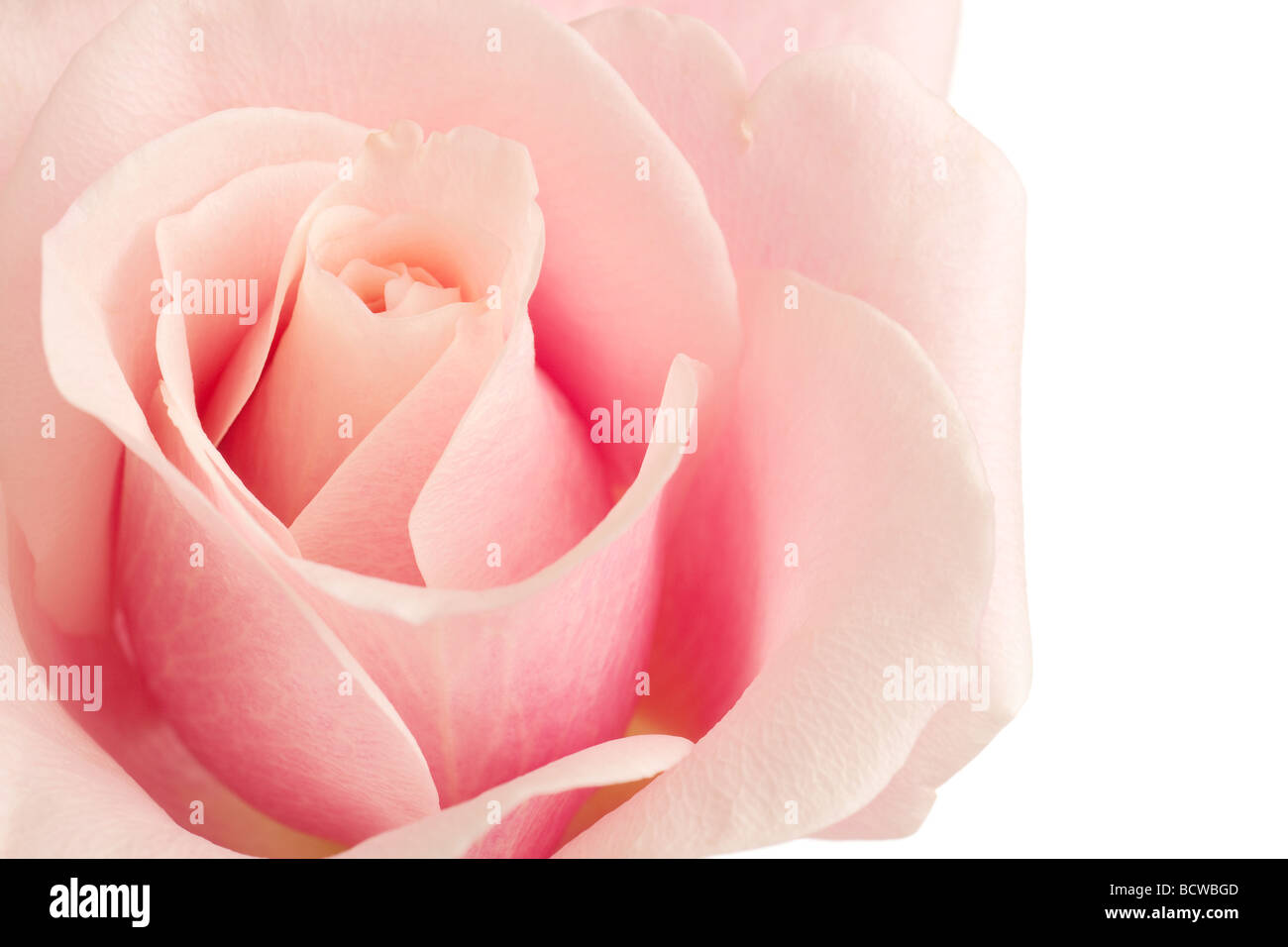 pink rose closeup isolated on white background Stock Photo - Alamy
