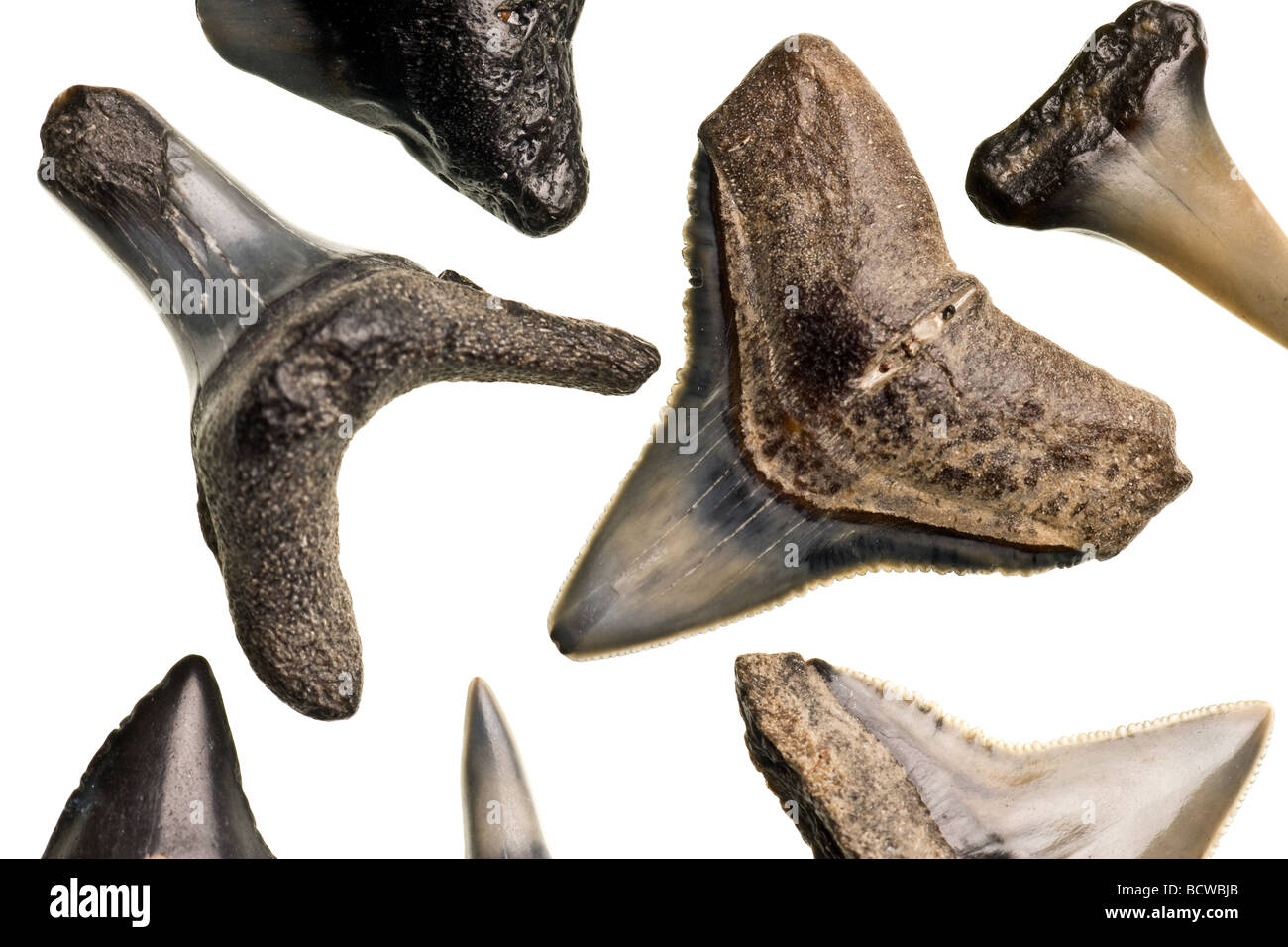 fossilized shark teeth isolated on a pure white background Stock Photo