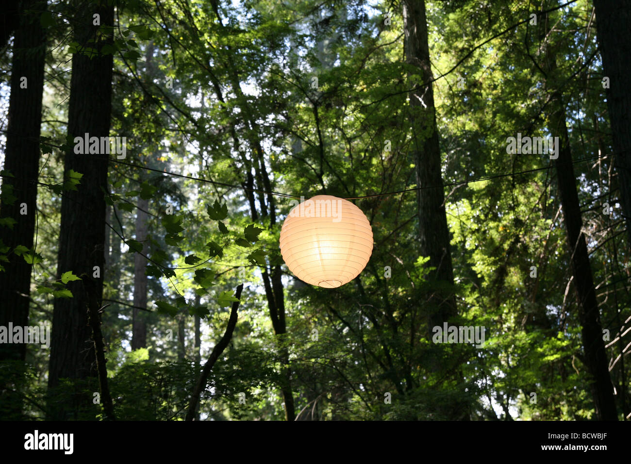 A paper lantern hanging between two trees in a forest. Stock Photo
