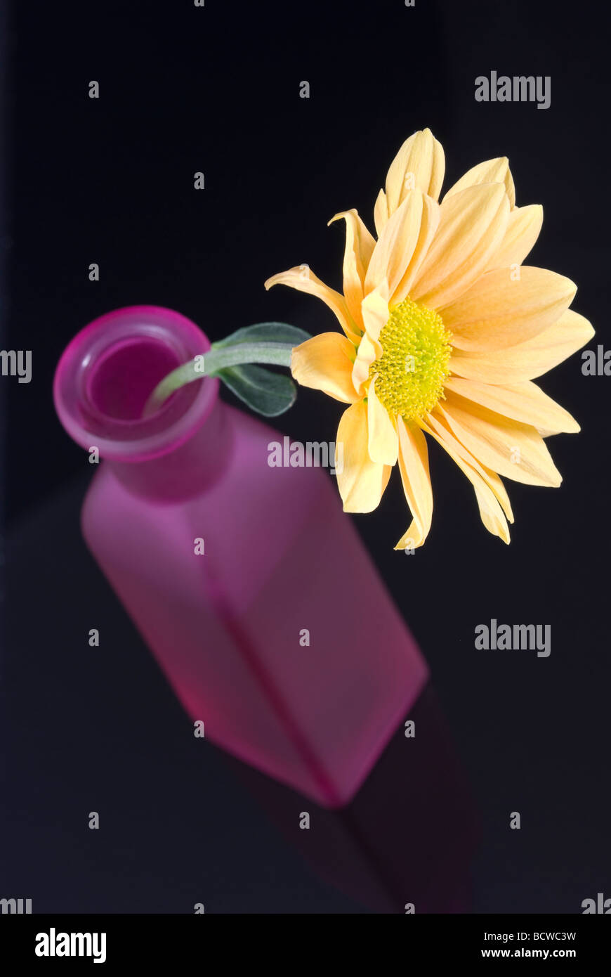 Yellow daisy flower arranged in purple bottle Stock Photo