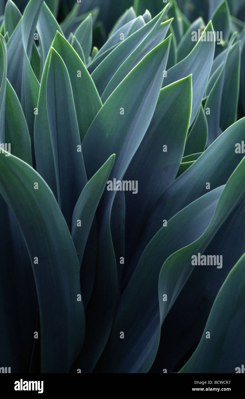 Leaves close up hi-res stock photography and images - Alamy