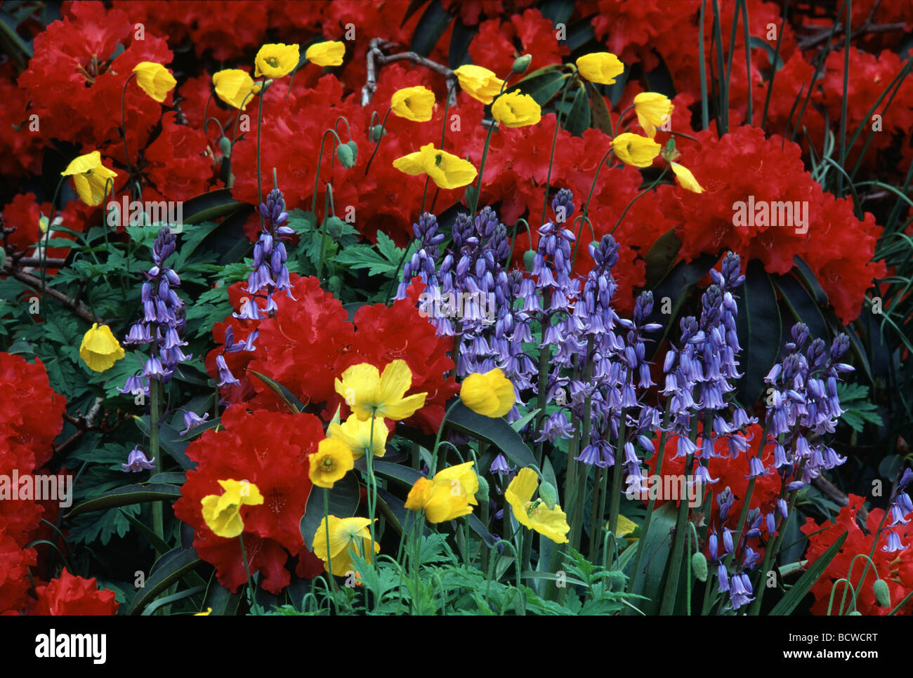 Garden flowers hi-res stock photography and images - Alamy