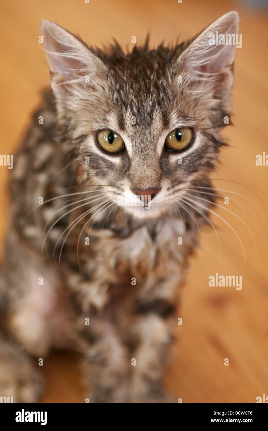 Portrait of a domestic house cat that got wet Stock Photo - Alamy