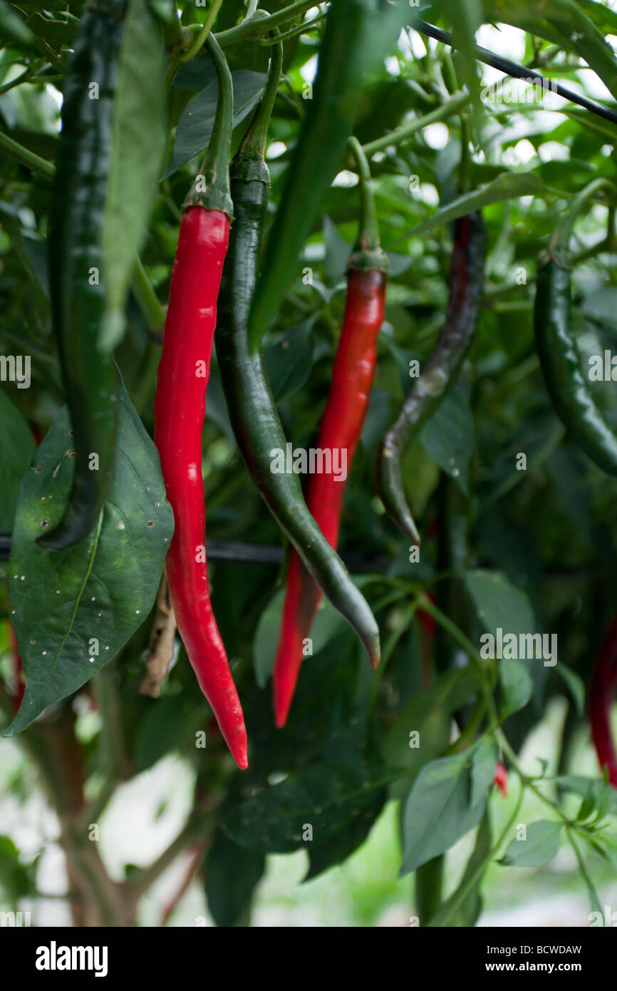 Chili pepper (also chile pepper, chilli pepper, simply chill), red and