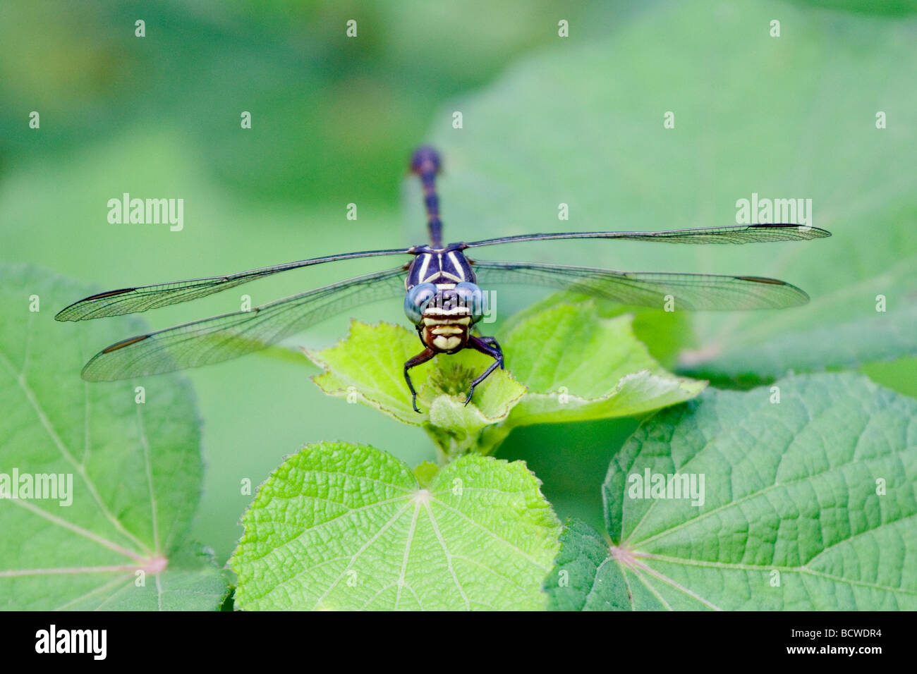 Close-up of a Two-Striped Forceptail (Aphylla williamsoni) dragonfly pollinating a flower Stock Photo