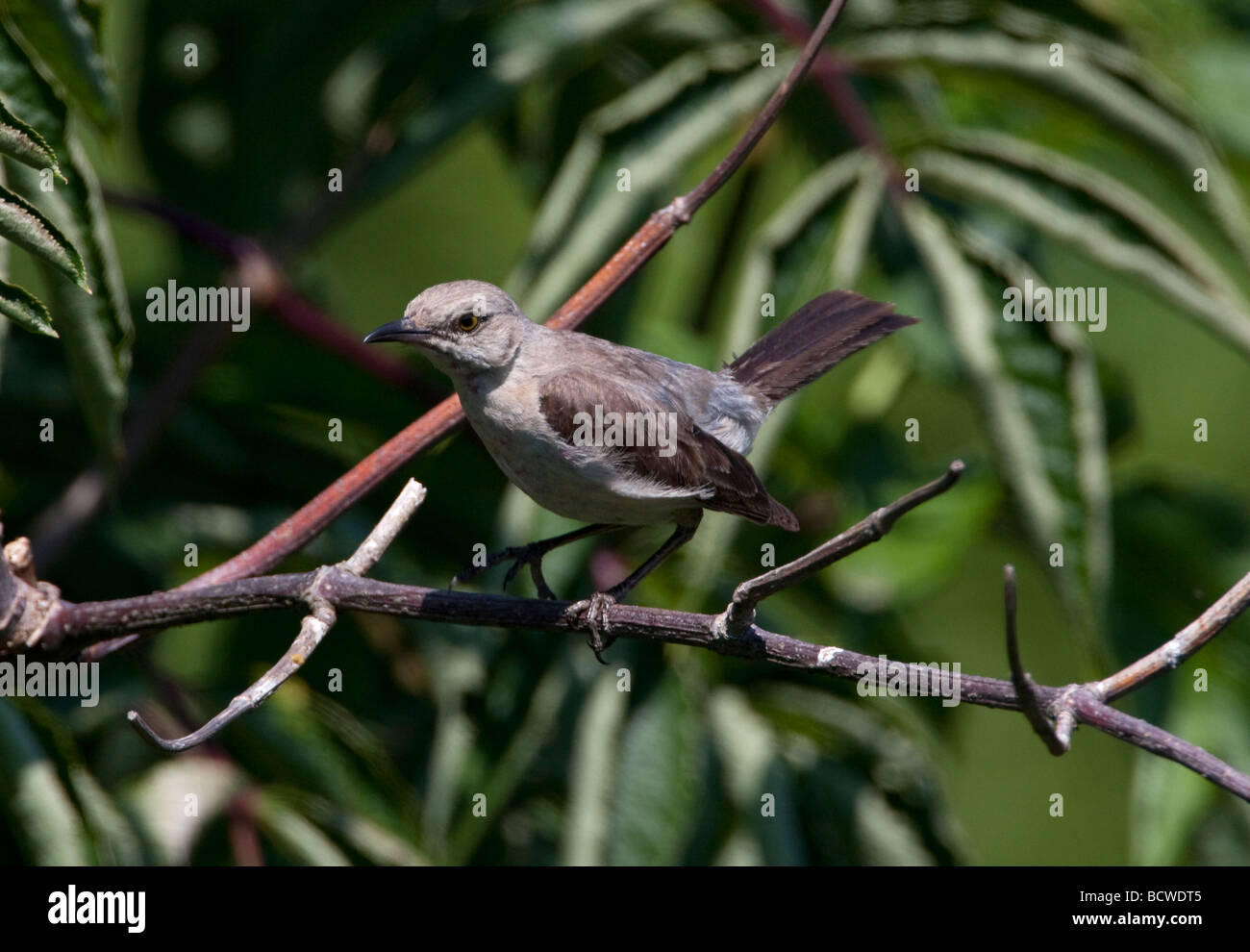 Northern Mockingbird Mimus polyglottos perched in a tree after feeding on berries in Nanaimo Vancouver Island BC in July Stock Photo