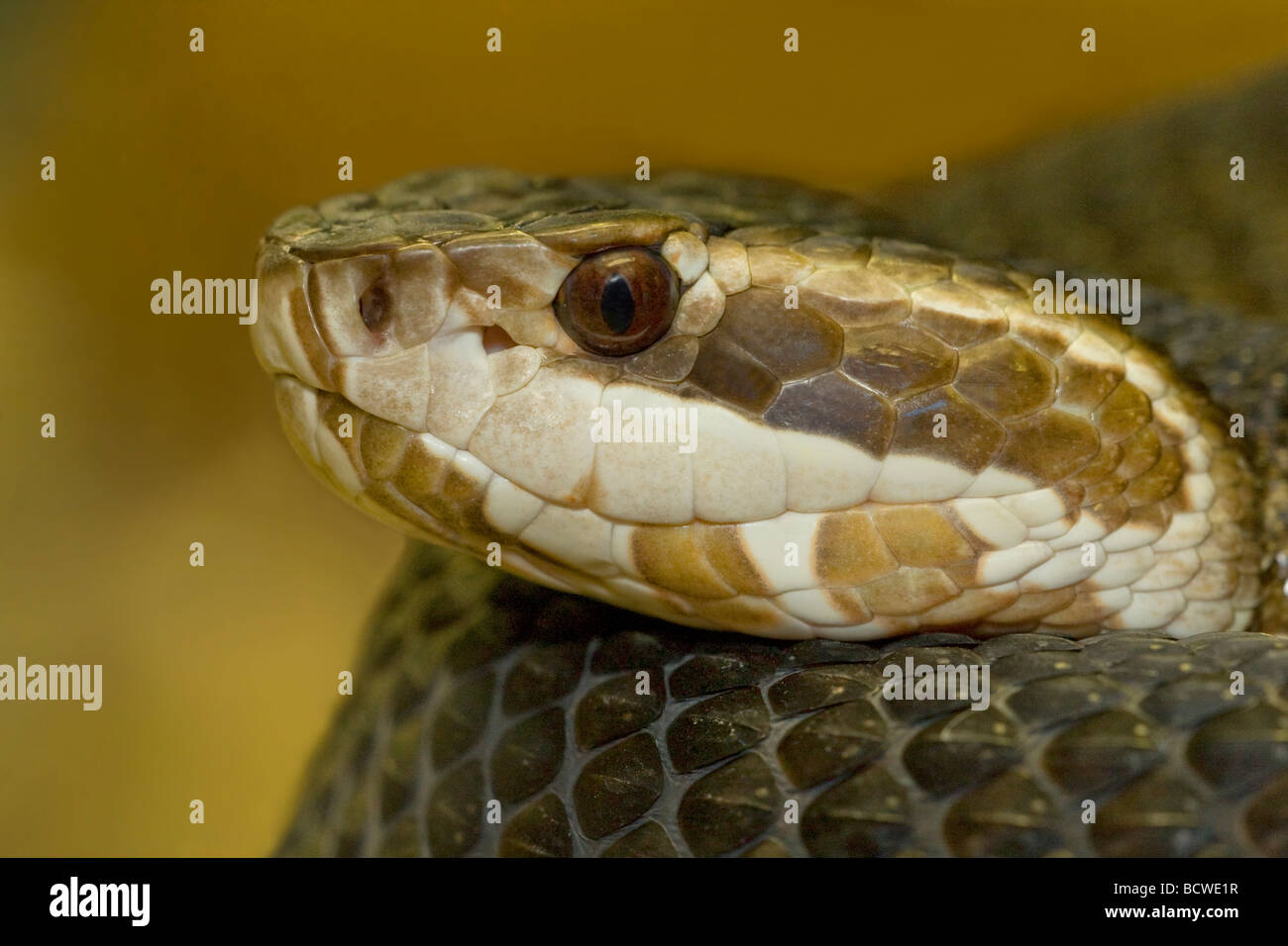 Closeup of a Florida cottonmouth snake (Agkistrodon piscivorus Stock