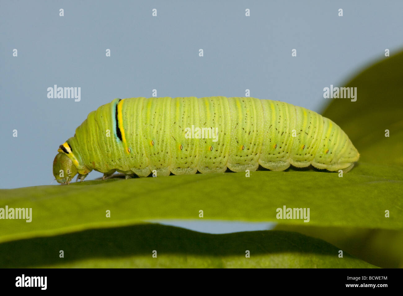 Zebra swallowtail caterpillar for sale historyinriko