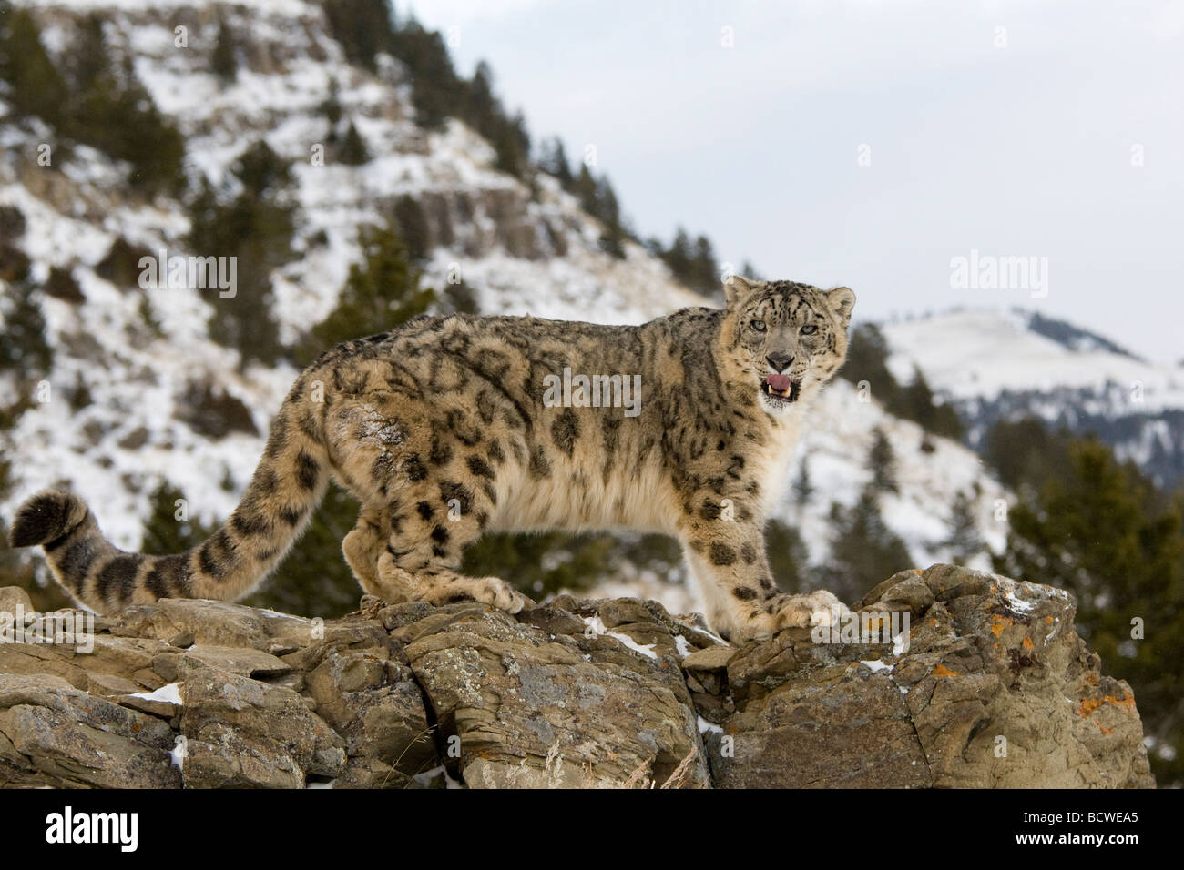 Low Angle View Of A Snow Leopard Panthera Uncia Standing On A Rock Stock Photo Alamy