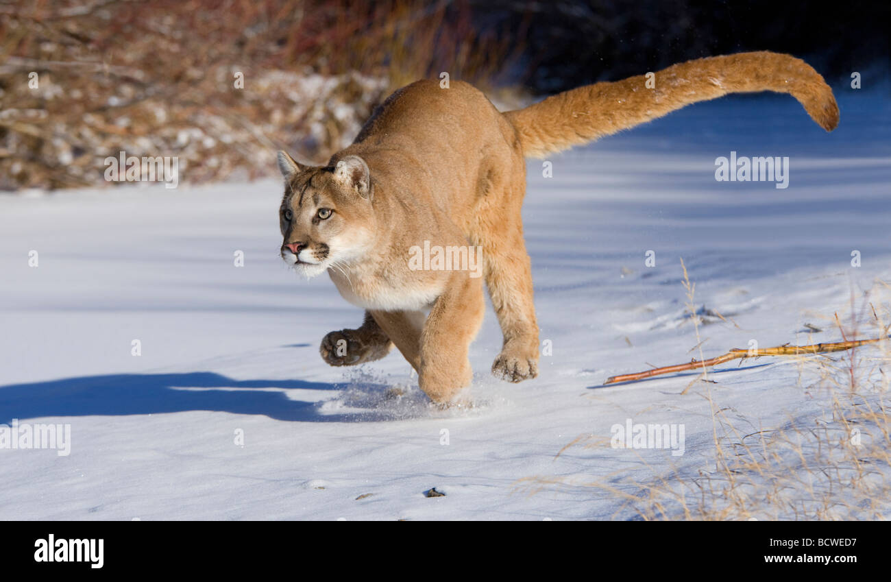 Mountain lion (Puma concolor) running in a snow covered field Stock Photo -  Alamy