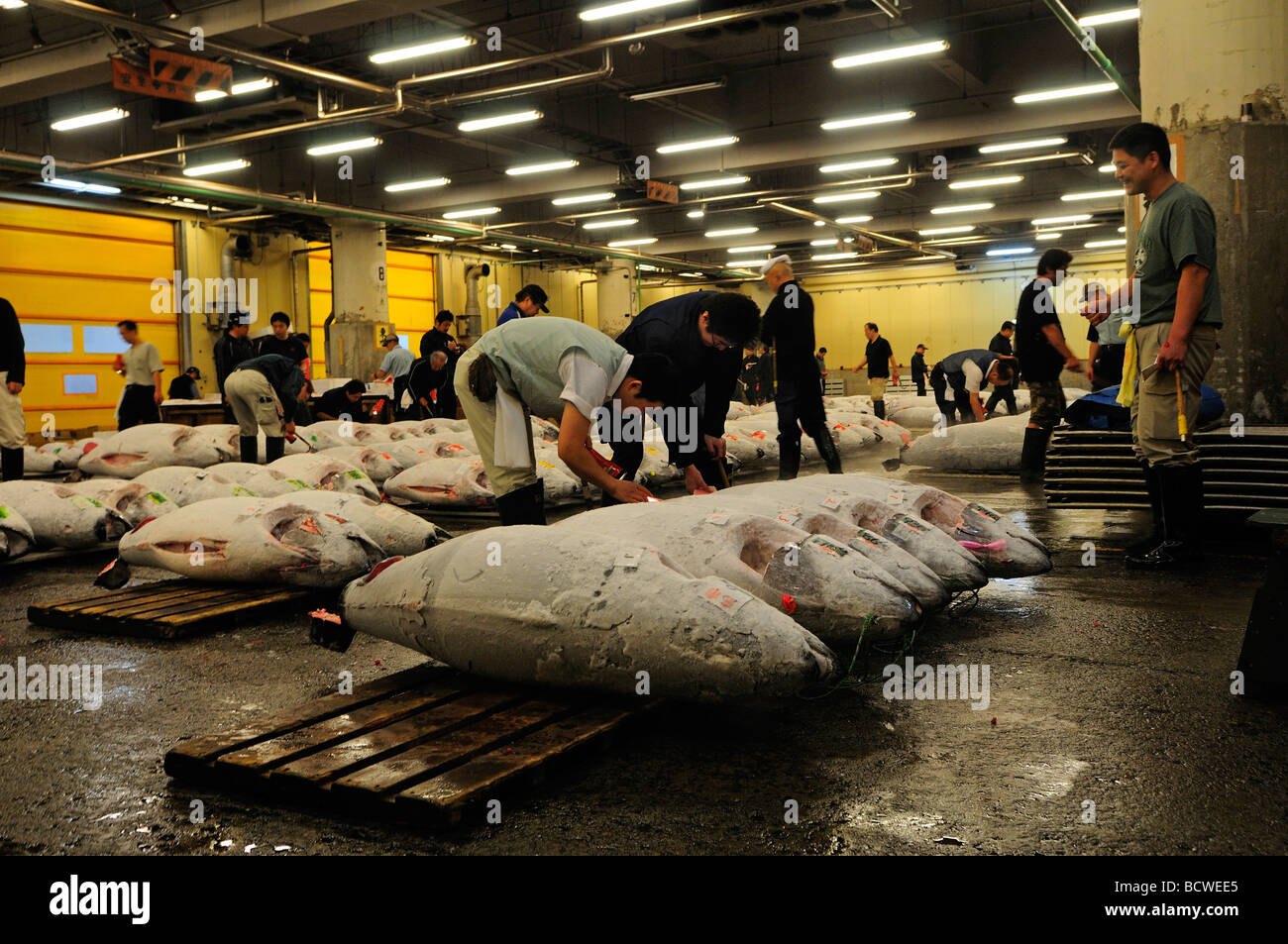 Traders inspecting rows of frozen tuna at Tsukiji world's largest fish market Central Tokyo Japan Stock Photo