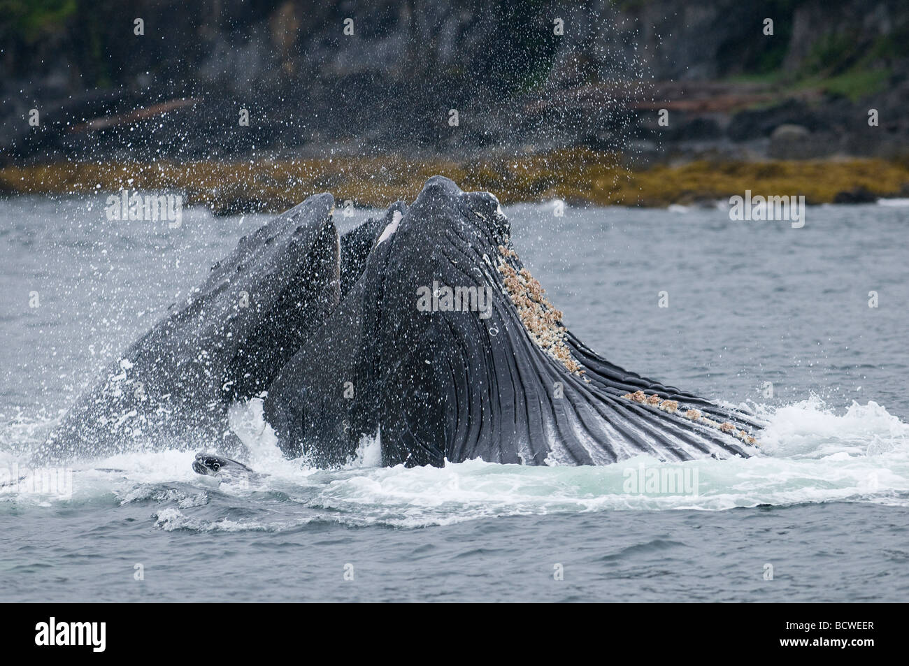 Humpback whale surfacing hi-res stock photography and images - Alamy
