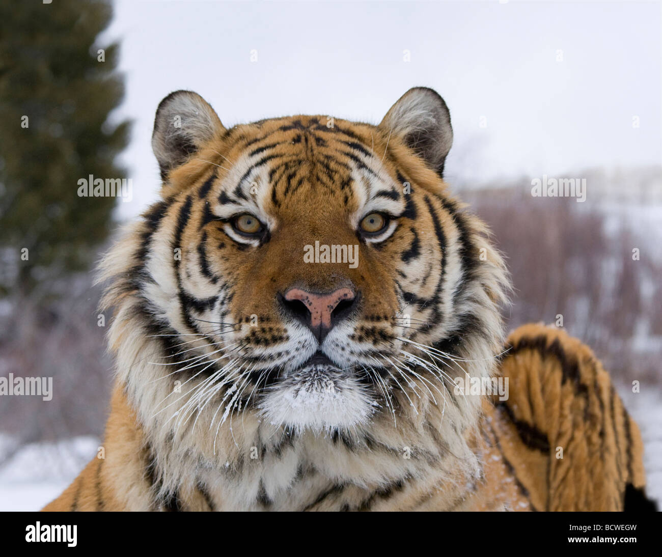 Tiger ear hi res stock photography and images Alamy
