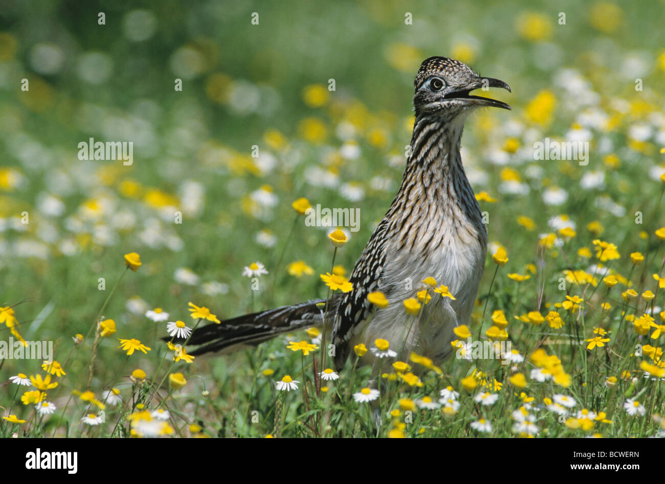 Greater Roadrunner Geococcyx californianus adult in wildflowers Choke Canyon State Park Texas USA April 2002 Stock Photo