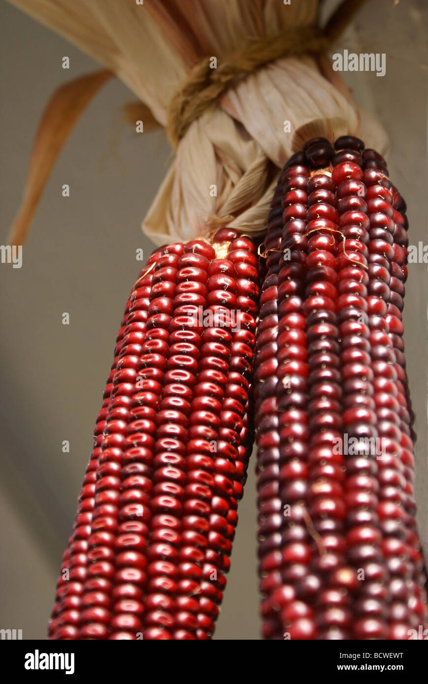 Closeup of two ears of dried corn Stock Photo Alamy