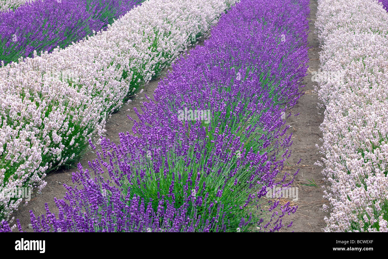 Rows of pinkish Melissa and Royal Velvet lavender blooms at the Purple