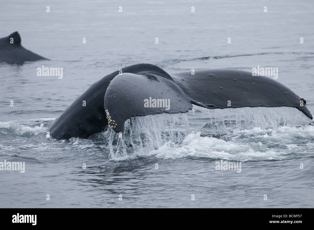 Humpback whale showing fluke hi-res stock photography and images - Alamy