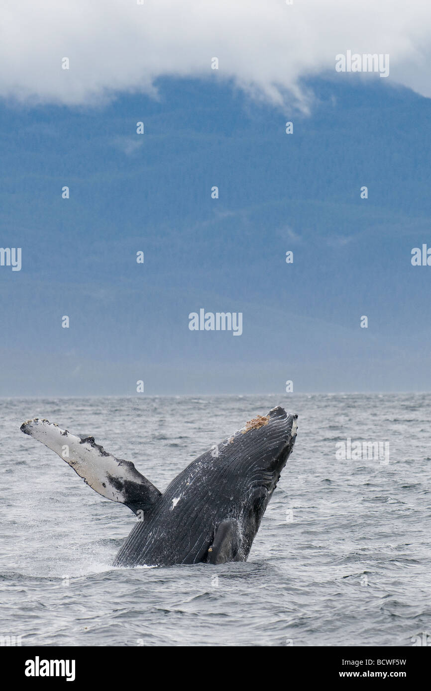 Humpback whale breaching, Alaska, USA, Stock Photo