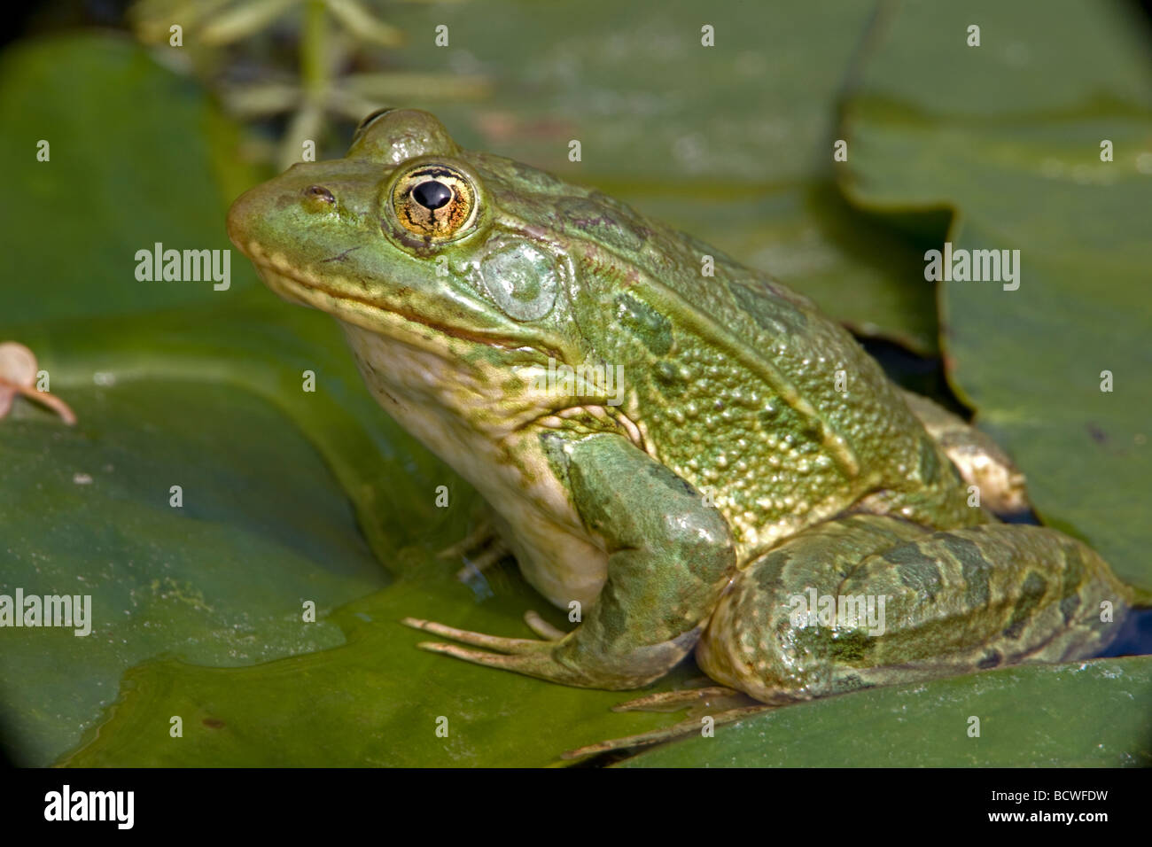 Chiricahua Leopard Frog (Rana chiricahuensis) Arizona - USA - Also ...