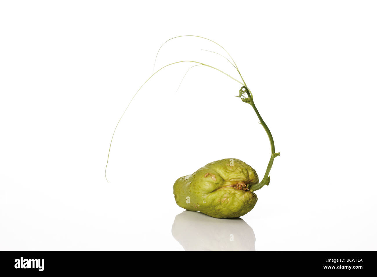 Chayote fruit germinating with climbing tendrils Stock Photo