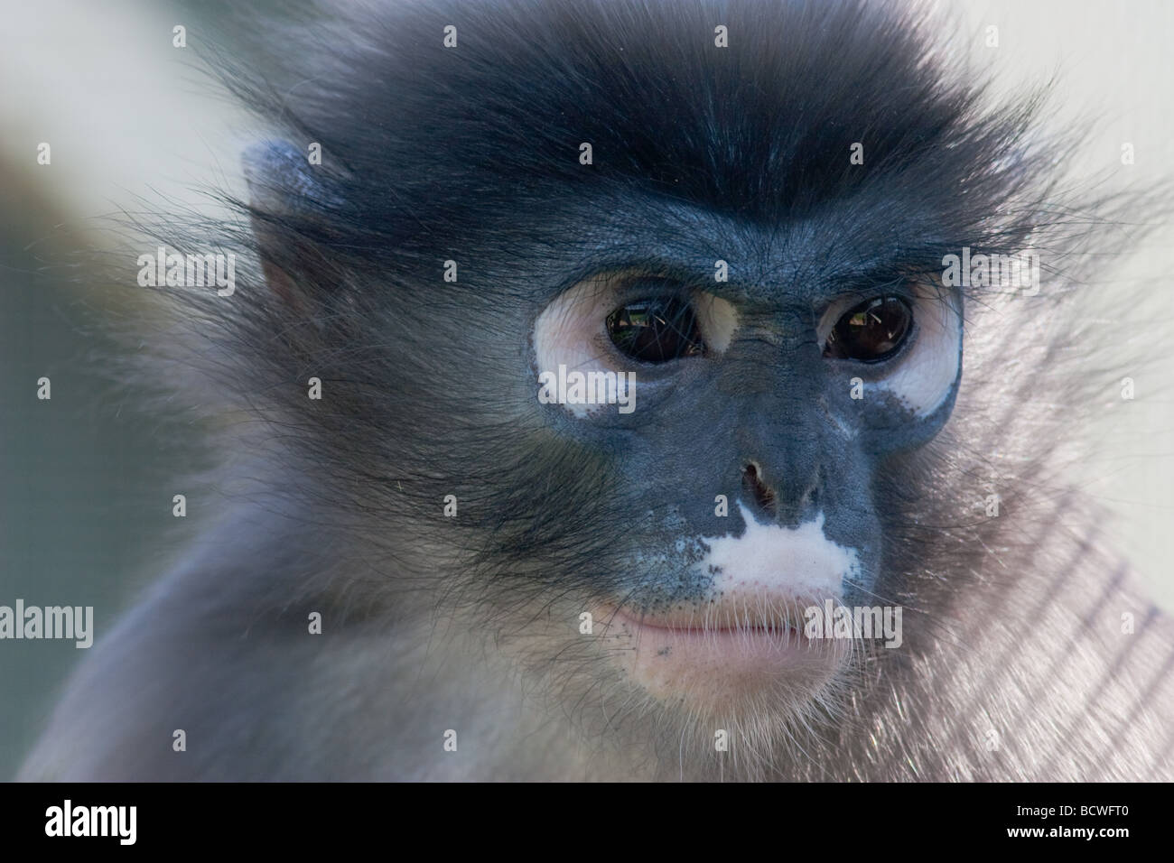 Dusky Langur  Trachypithecus obscurus Stock Photo