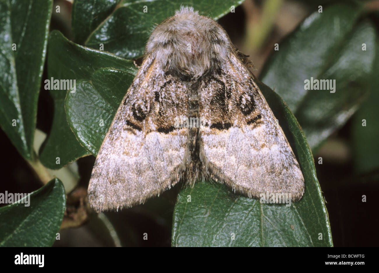 Nut-tree tussock (Colocasia coryli) in resting position Stock Photo