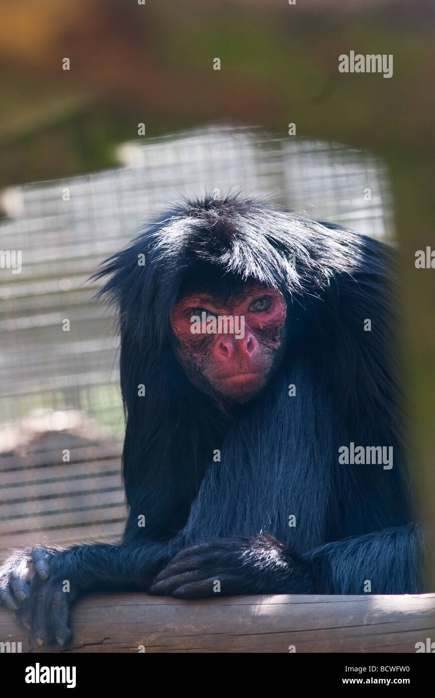 red faced spider monkey (Ateles paniscus Stock Photo - Alamy