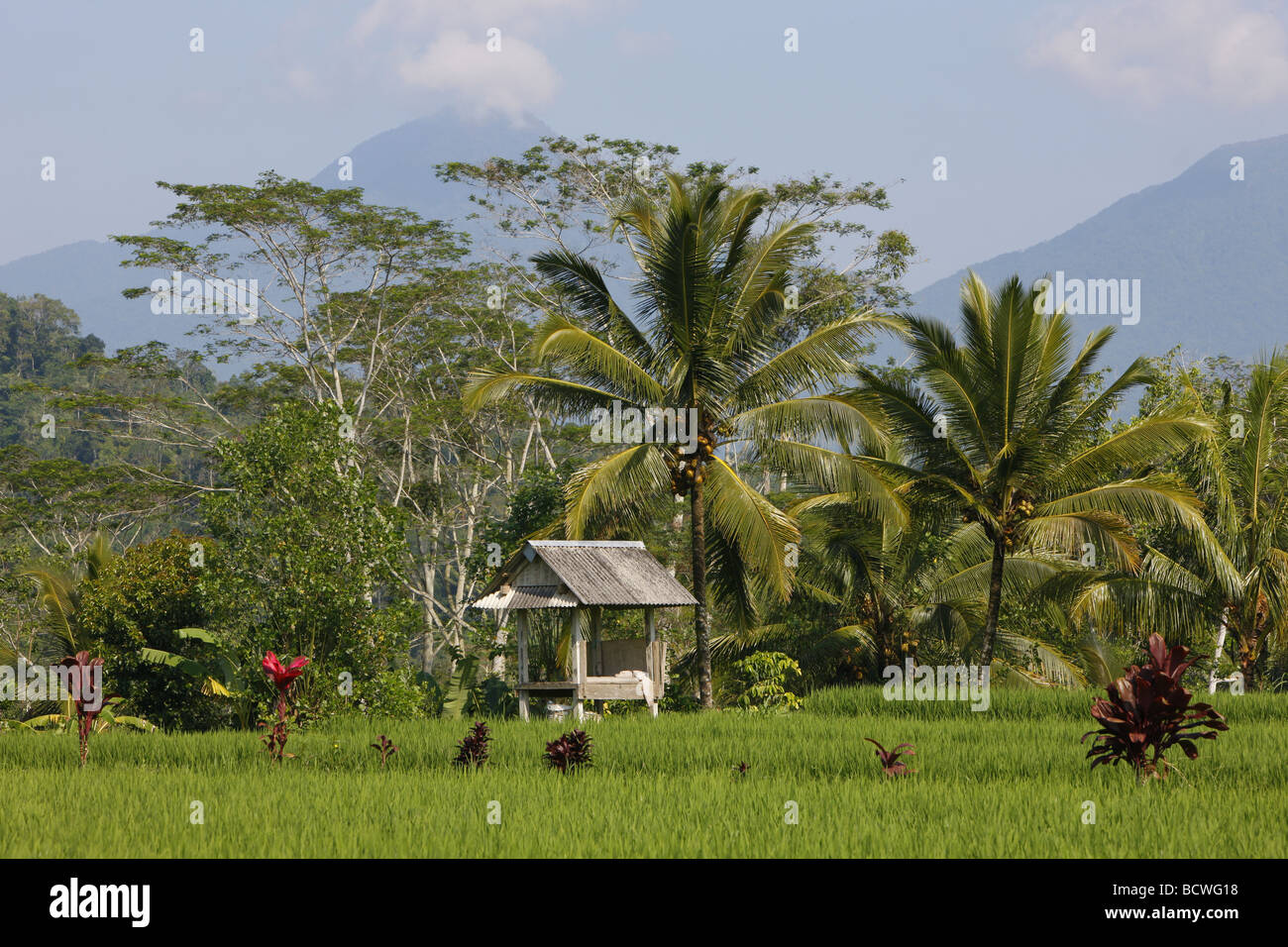 Rice fields, Mount Lesung, volcano, Bali, Republic of Indonesia, Southeast Asia Stock Photo