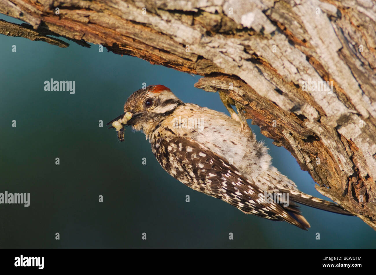 Ladder backed Woodpecker Picoides scalaris female at nesting cavity
