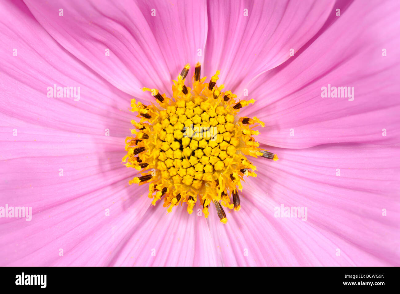 Pink Garden cosmos (Cosmos bipinnatus), detail Stock Photo