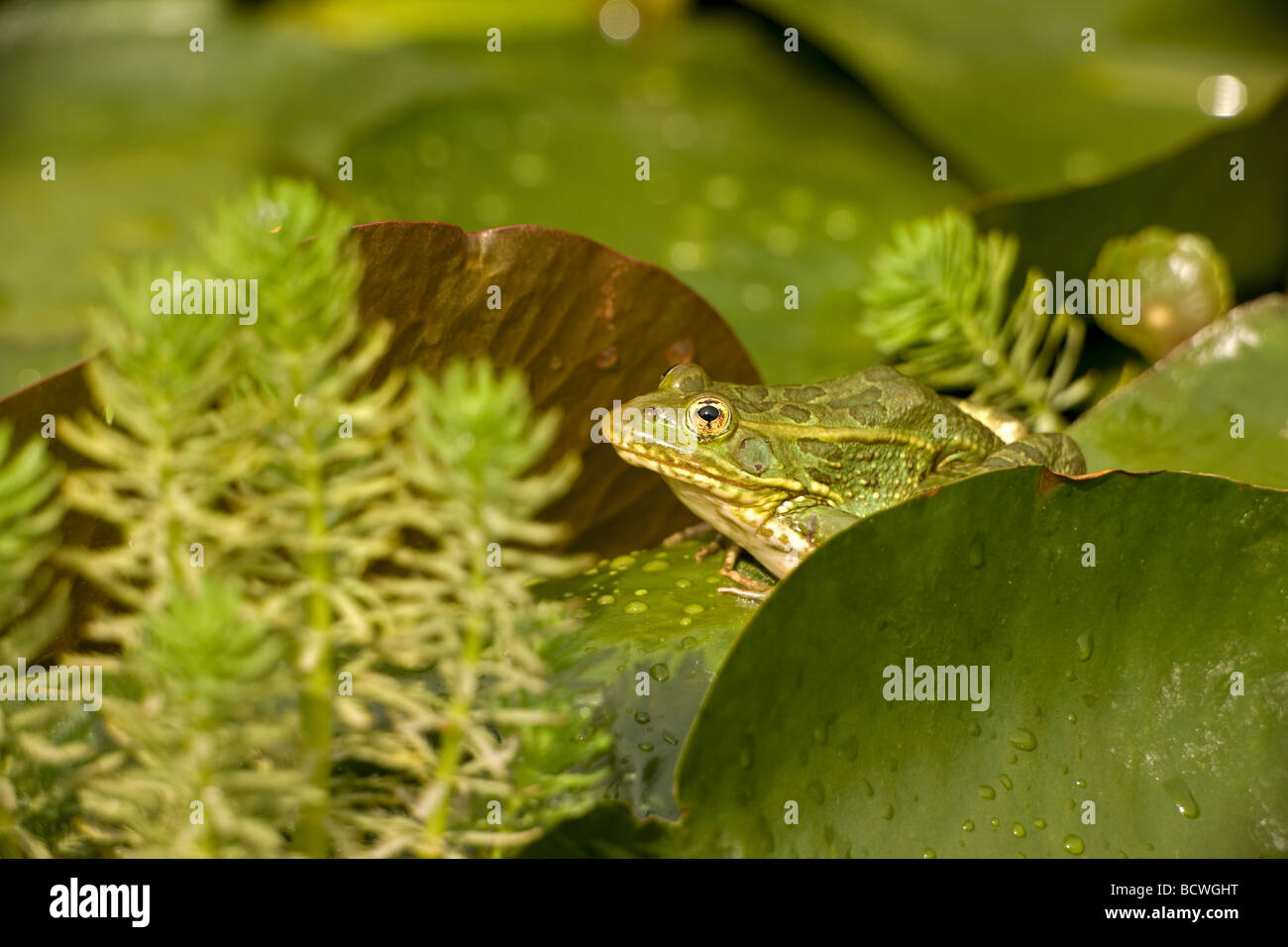 Chiricahua Leopard Frog (Rana chiricahuensis) Arizona - USA - Also ...